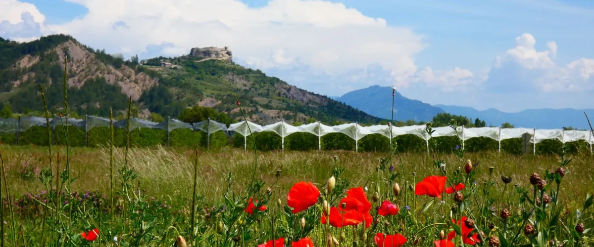 Le printemps en Sisteron Buëch