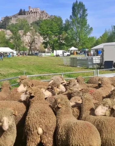 L’agneau de Sisteron